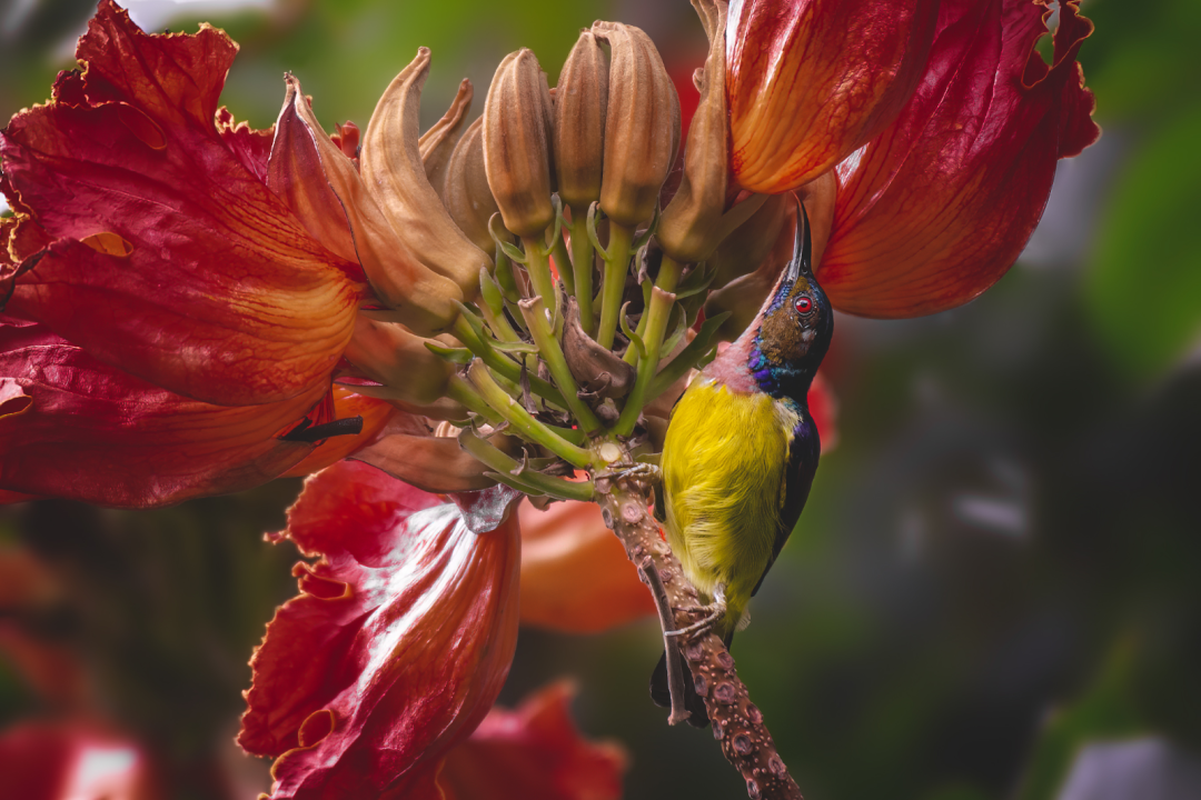 Фото: Domzjuniorwildlife