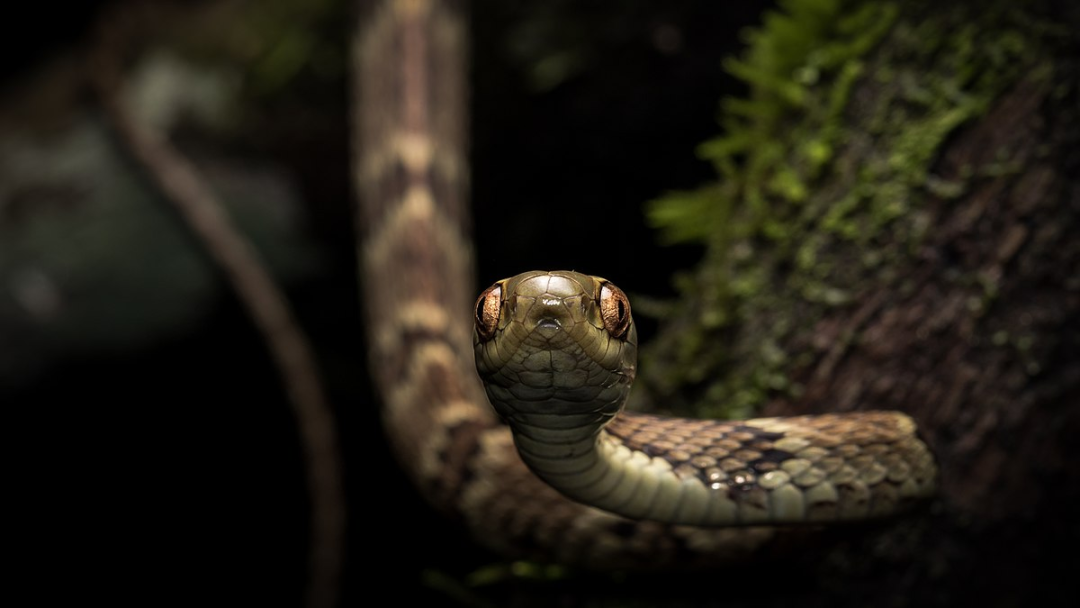 Фото: RafaelMenegucci