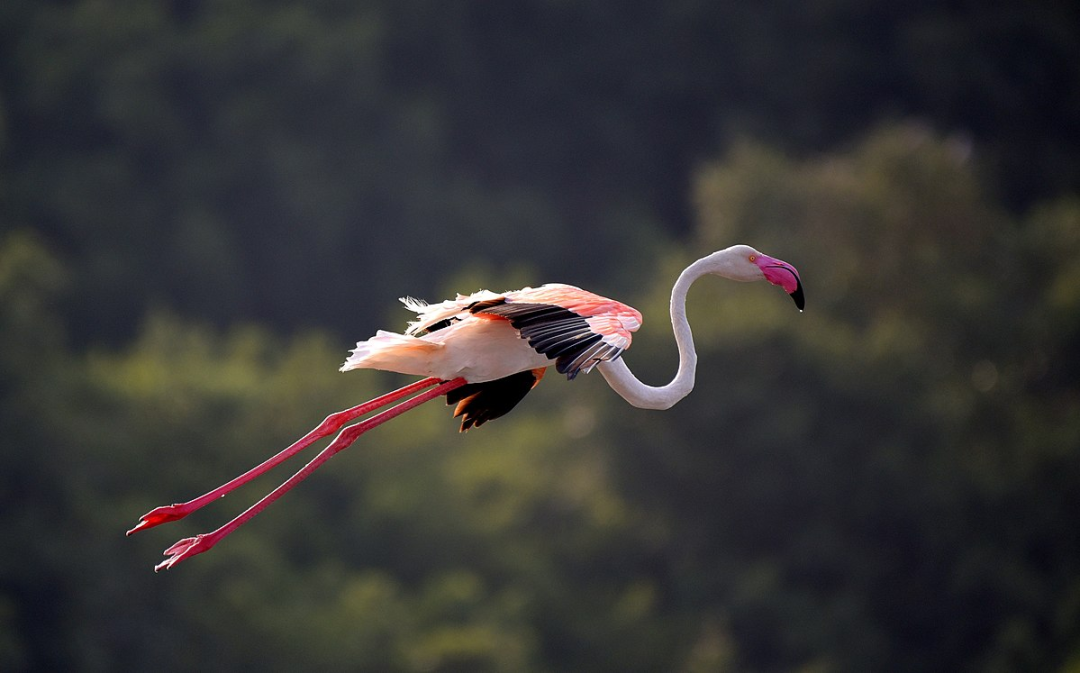 Фото: Srivath