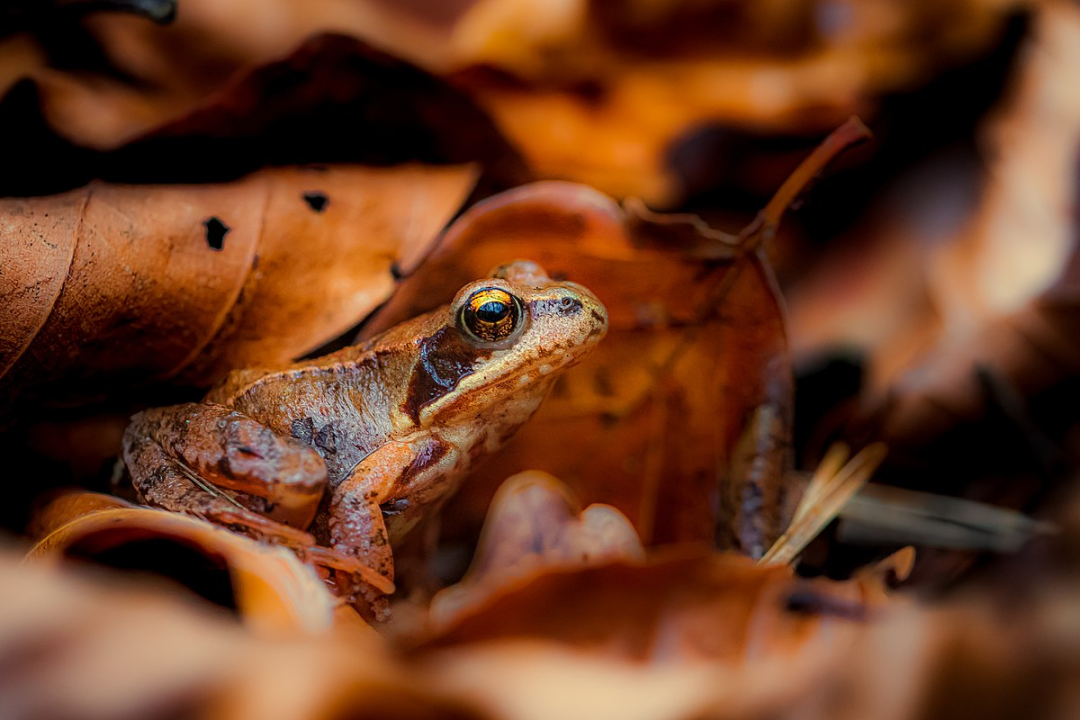 Фото: Stephan Sprinz
