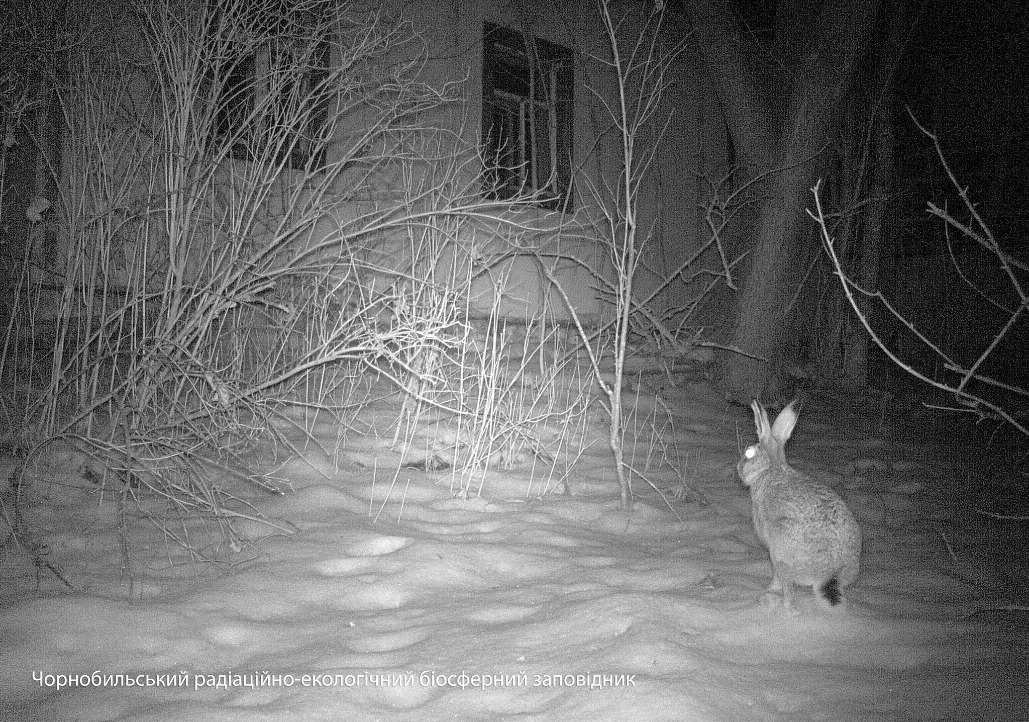 Фото: Чорнобильський радіаційно-екологічний біосферний заповідник