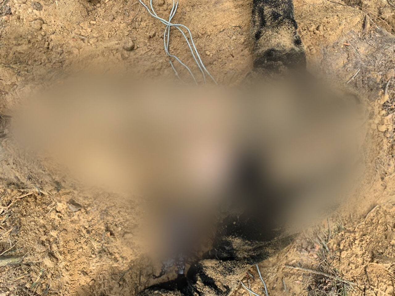 Застрелили в спину. Полиция нашла в лесополосе тело 28-летнего жителя Бучанского района