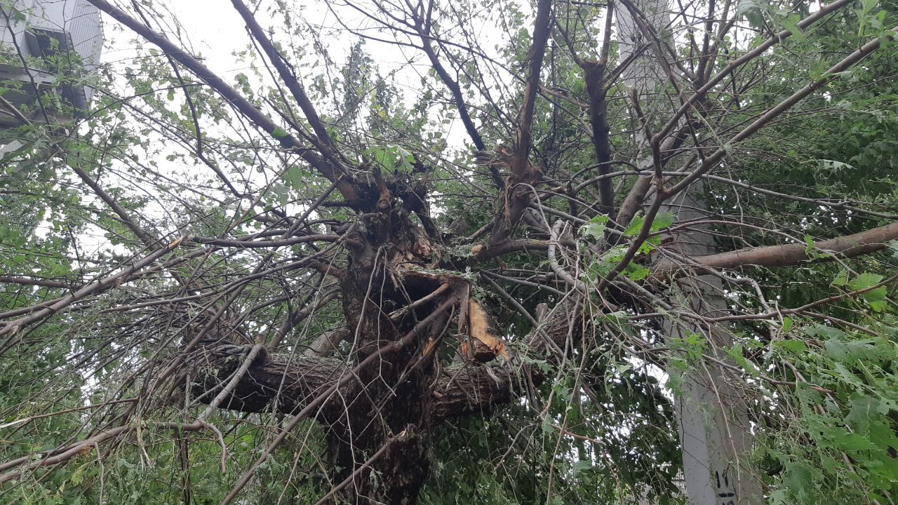 Над гауляйтером из оккупированного Бердянска взорвалось дерево, он уничтожен: фото