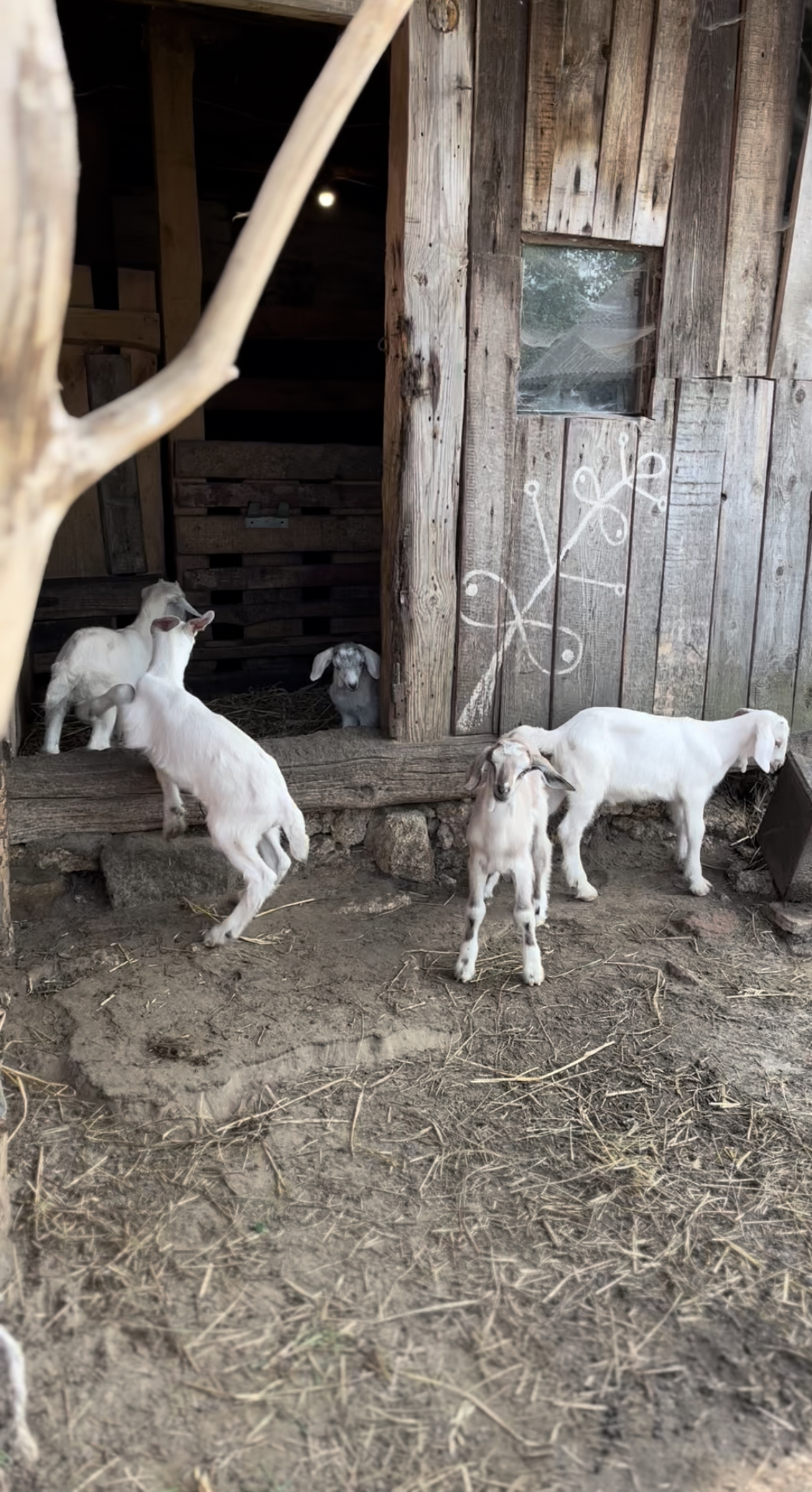 Cozy Farm. Фото из личного архива блоггеров