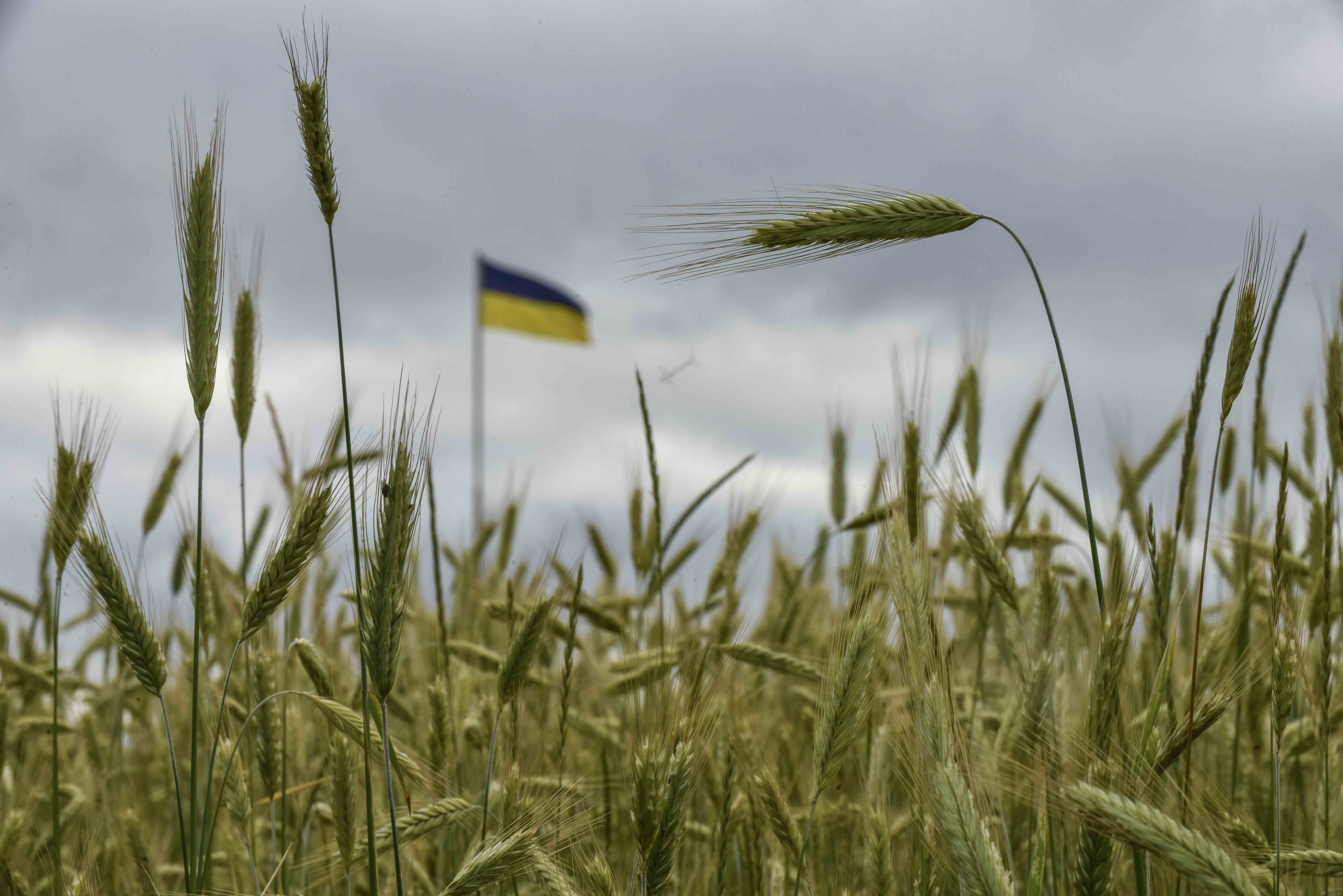 What is behind fresh bans on Ukrainian agri products in EU countries, and what it means