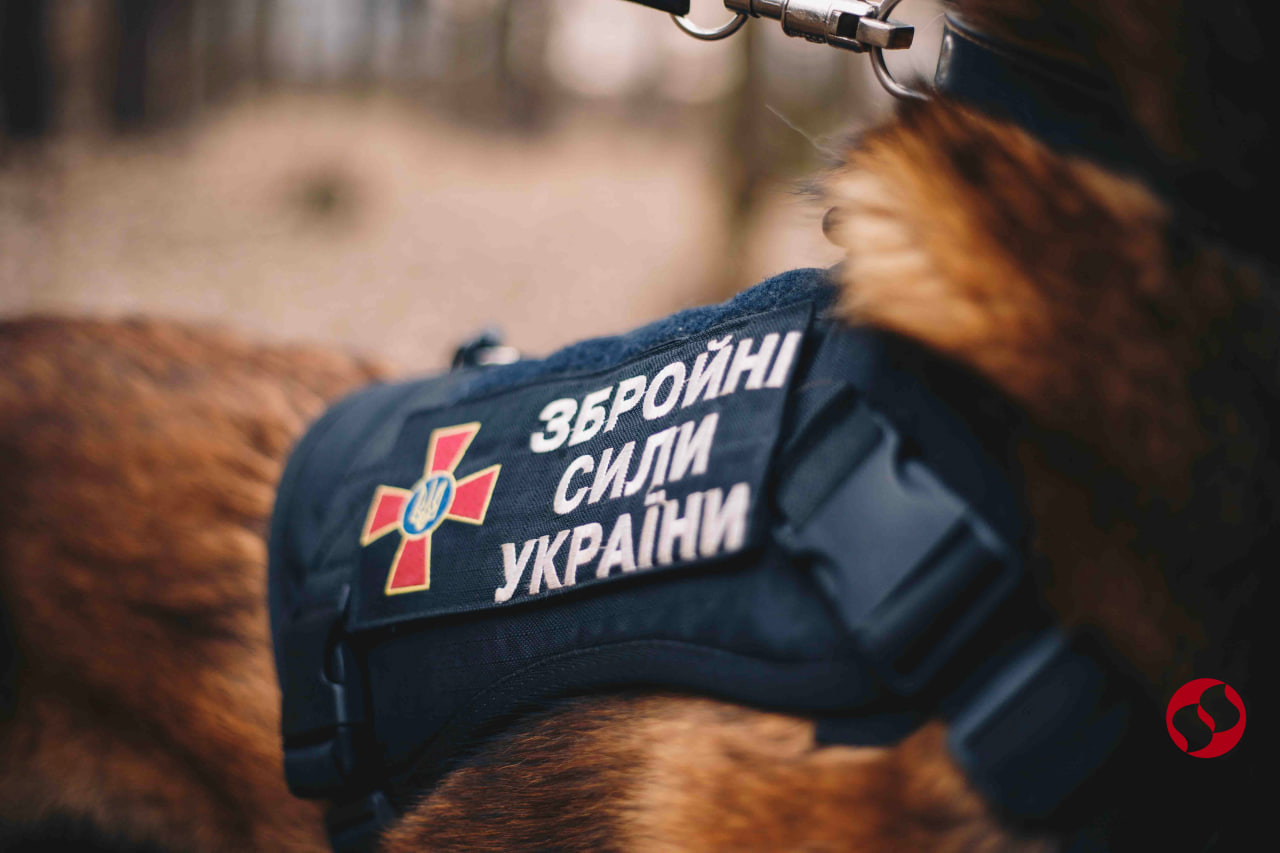 Алмаз ищет мины. Как работают военные кинологи и их собаки