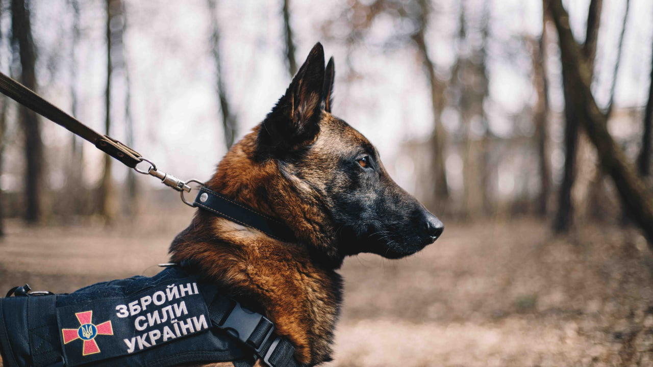 Алмаз ищет мины. Как работают военные кинологи и их собаки - Фото