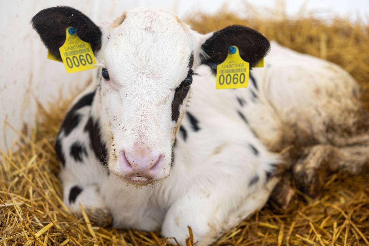 Везли коров под обстрелами: из-под Бахмута эвакуировали крупную молочную ферму — фото