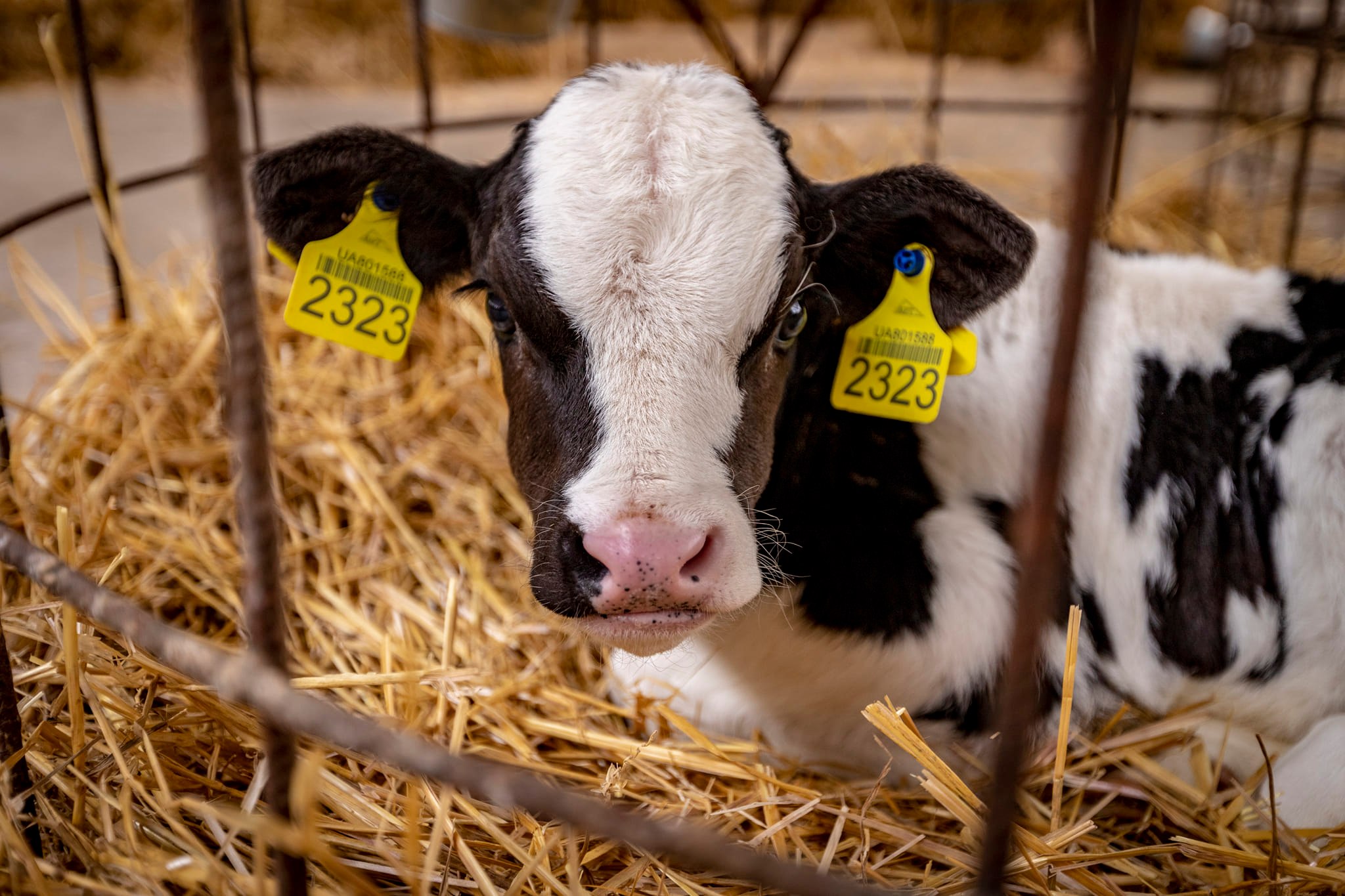 Business under occupation: A farm's struggle during six months of Russian intrusion - Photo