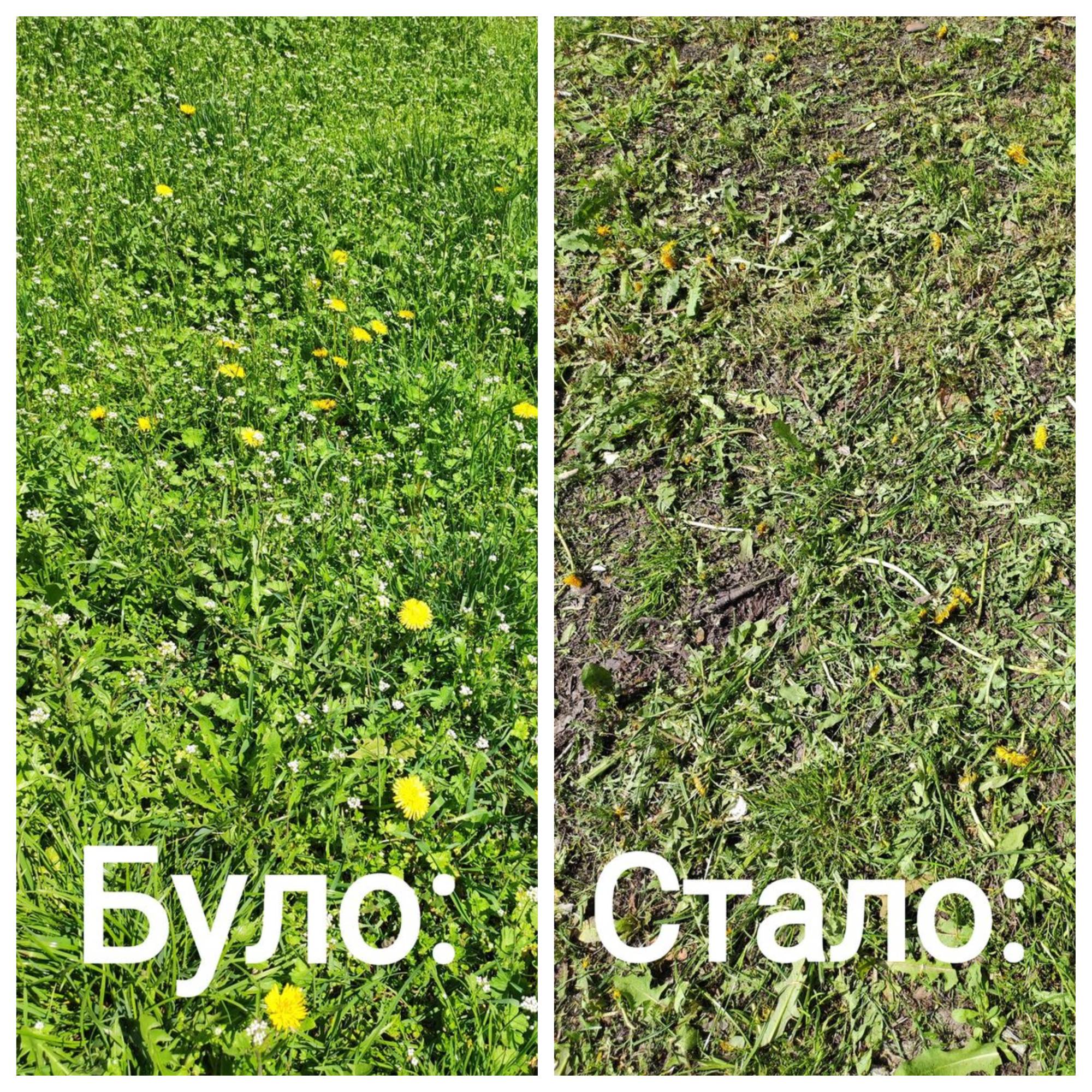 У Києві півтора місяця не косили траву у кількох районах. Пояснюємо плюси такого рішення