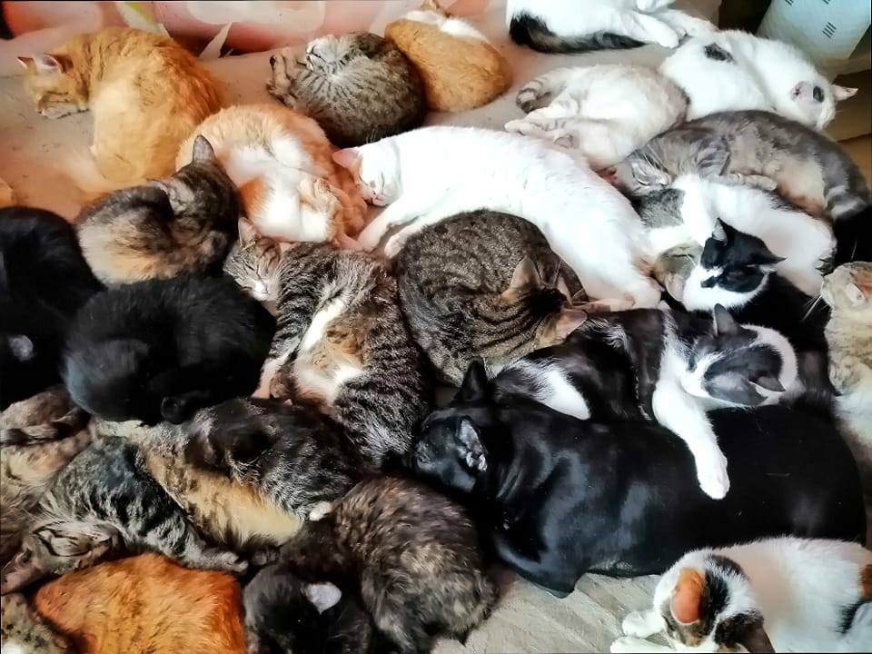 Коти у квартирі Тетяни Переверзєвої