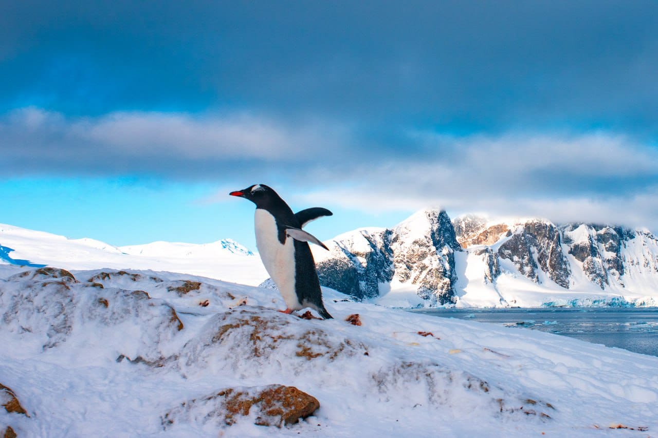 Фото: Сергей Глотов / Национальный антарктический научный центр