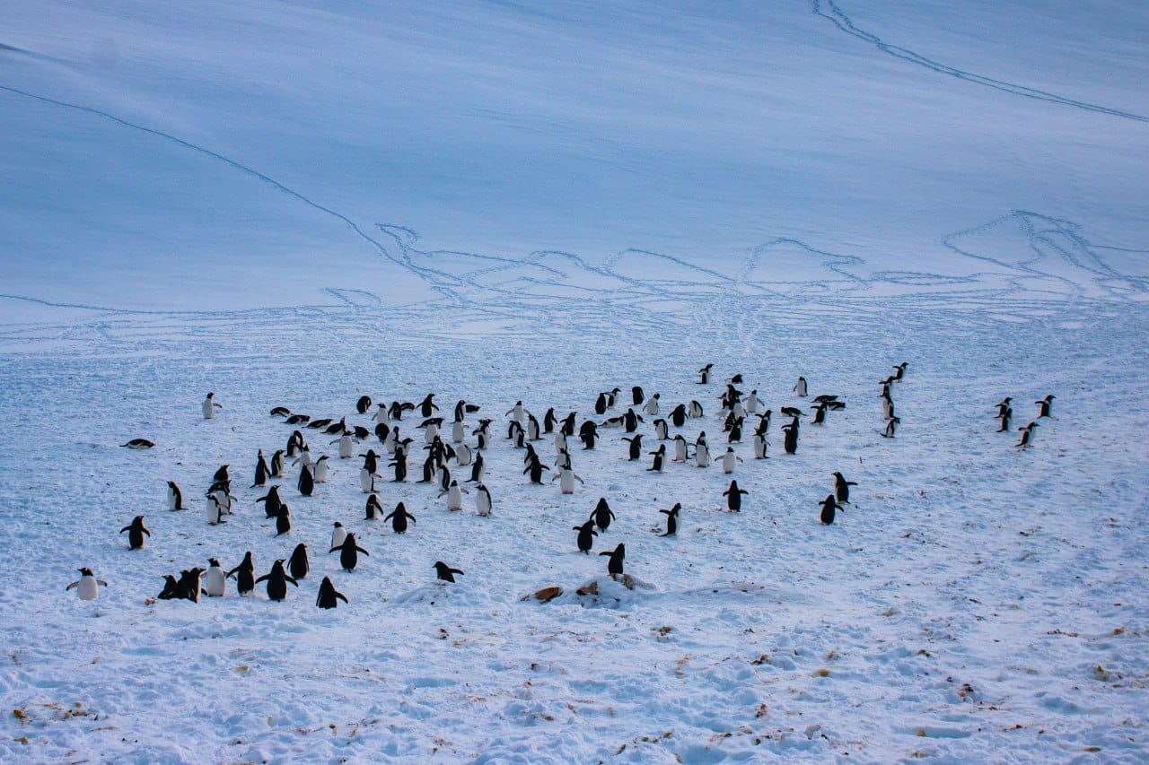 Фото: Сергей Глотов / Национальный антарктический научный центр