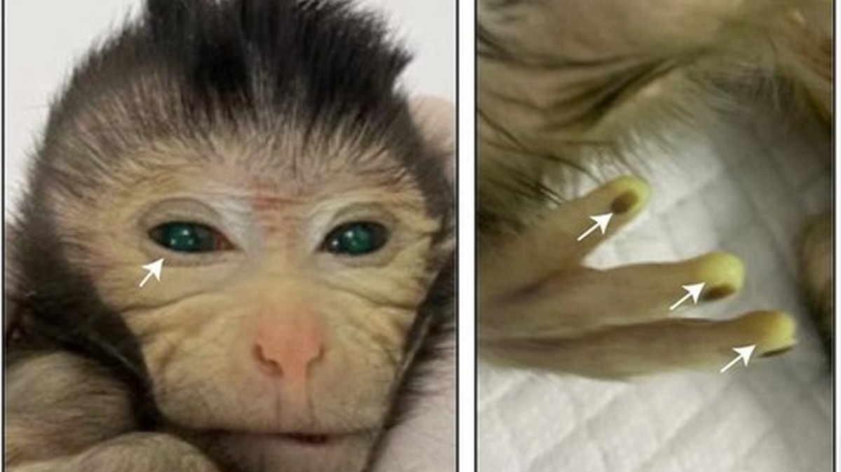 У Китаї вчені створили мавпу-химеру. У неї флуоресцентні очі й пальці – фото