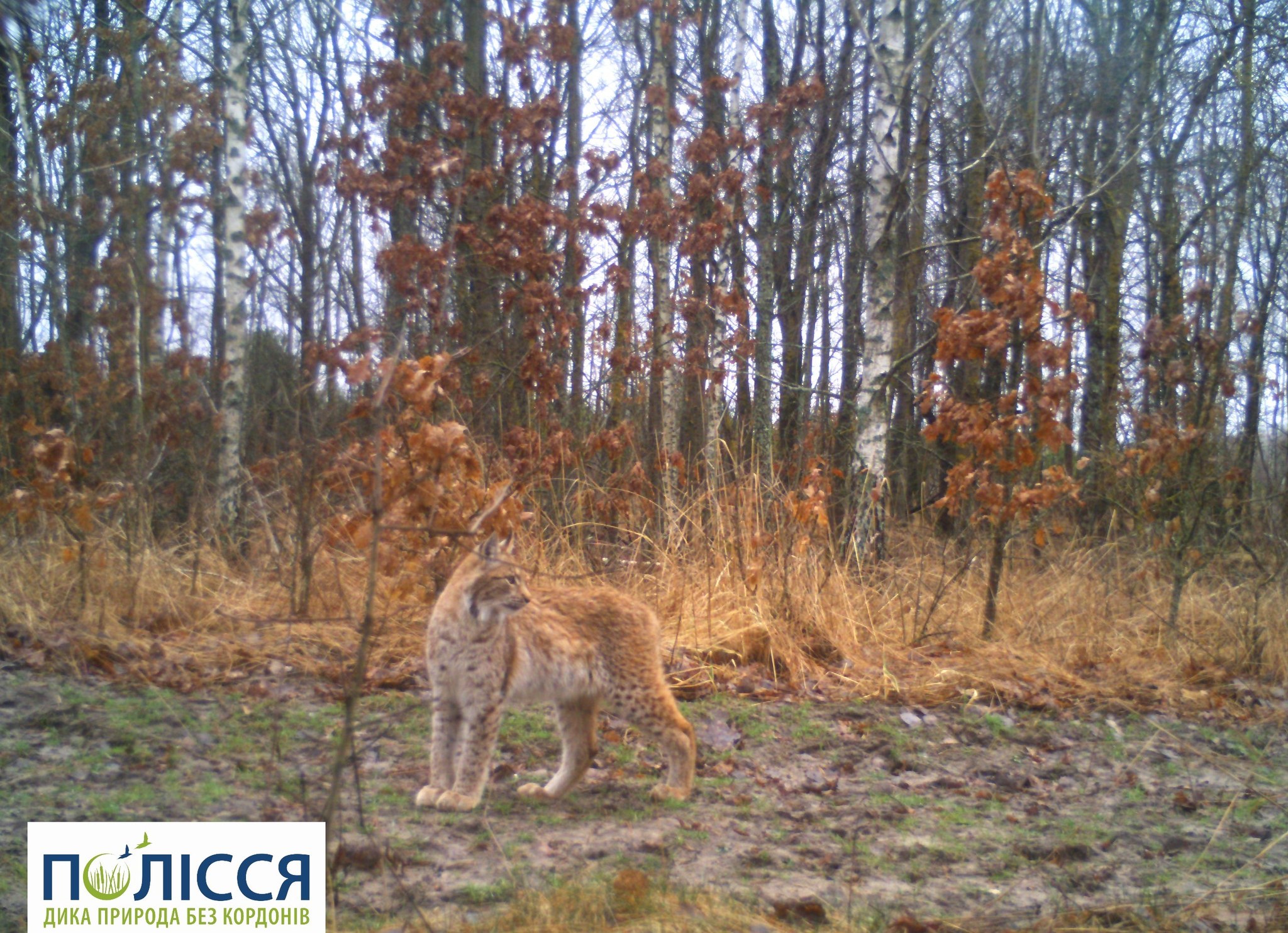 Фото: Чорнобильський радіаційно-екологічний біосферний заповідник