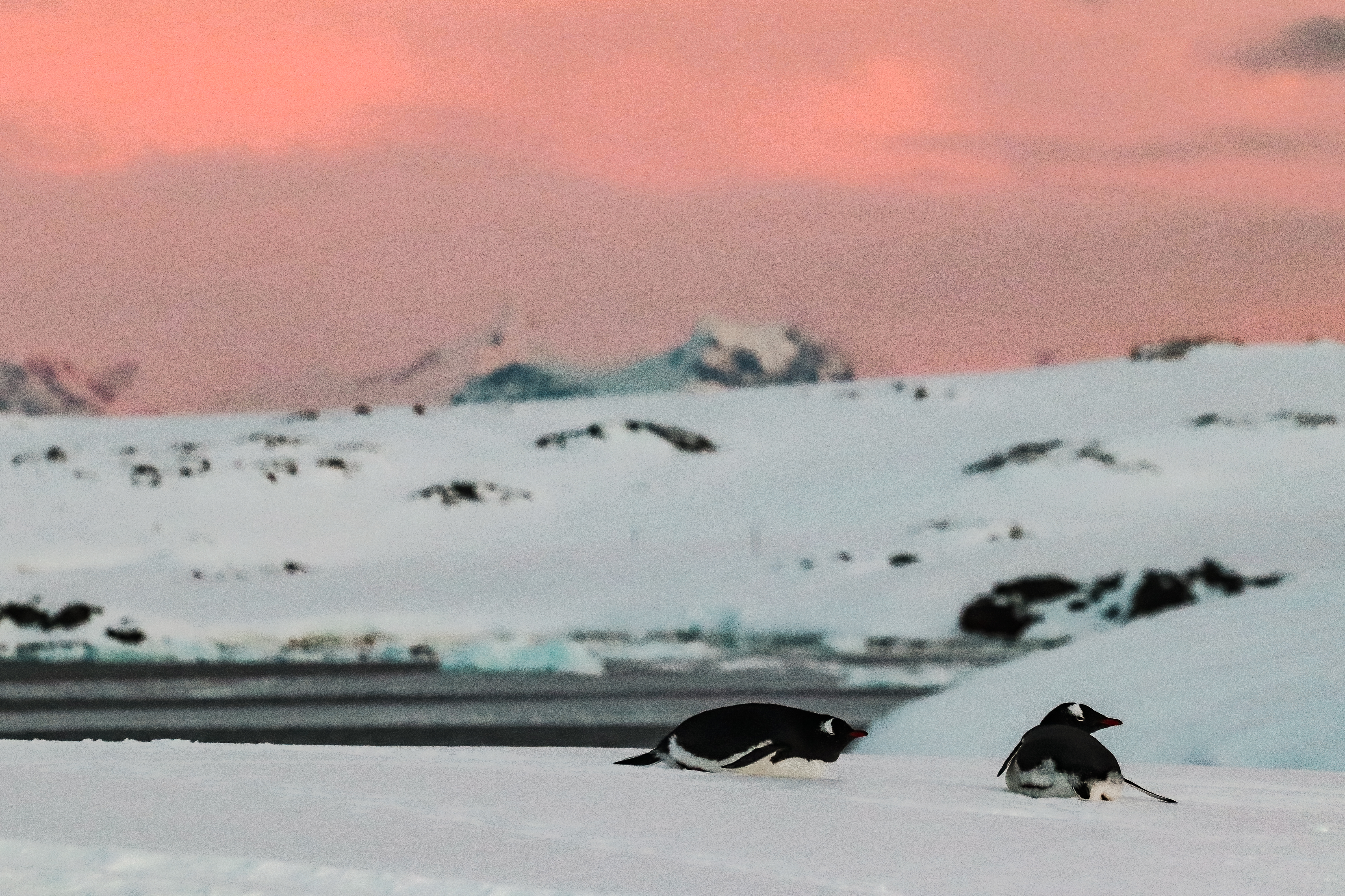 Пінгвіни, білі ночі та потепління. Як живуть українські полярники на станції "Академік Вернадський"