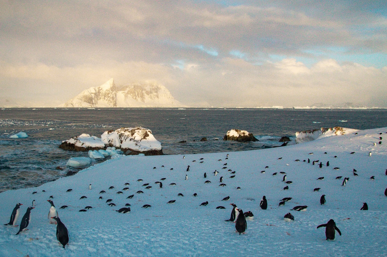 Пингвины, белые ночи и потепление. Как живут полярники на станции "Академик Вернадский"
